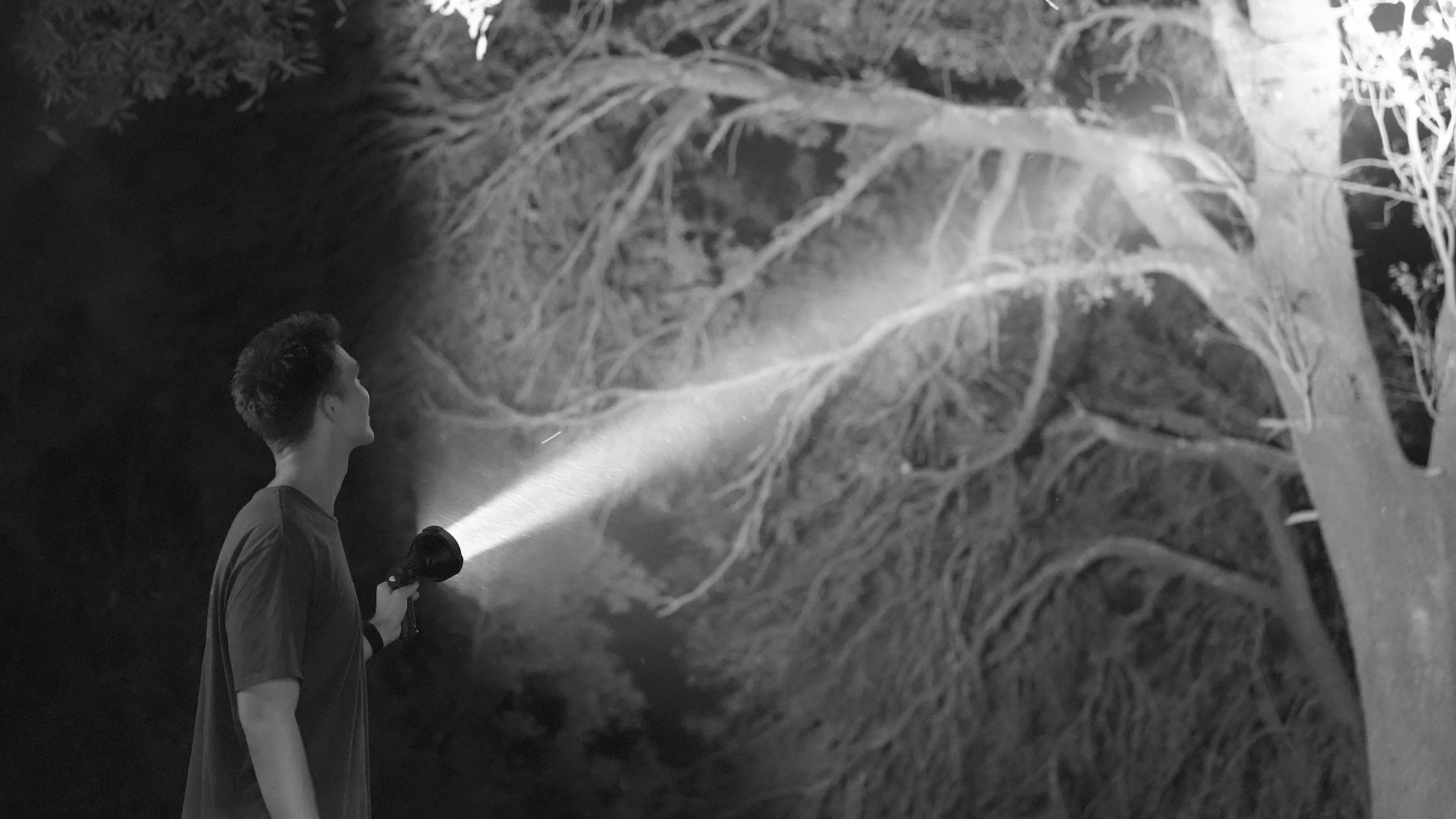 Jett shining a flashlight into the branches of a tree at night